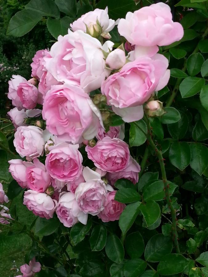 Niedereschach B&B Rosenliebe מראה חיצוני תמונה