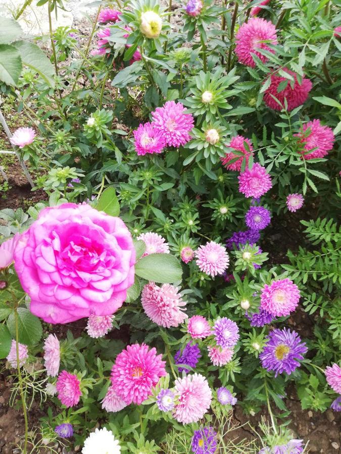Niedereschach B&B Rosenliebe מראה חיצוני תמונה