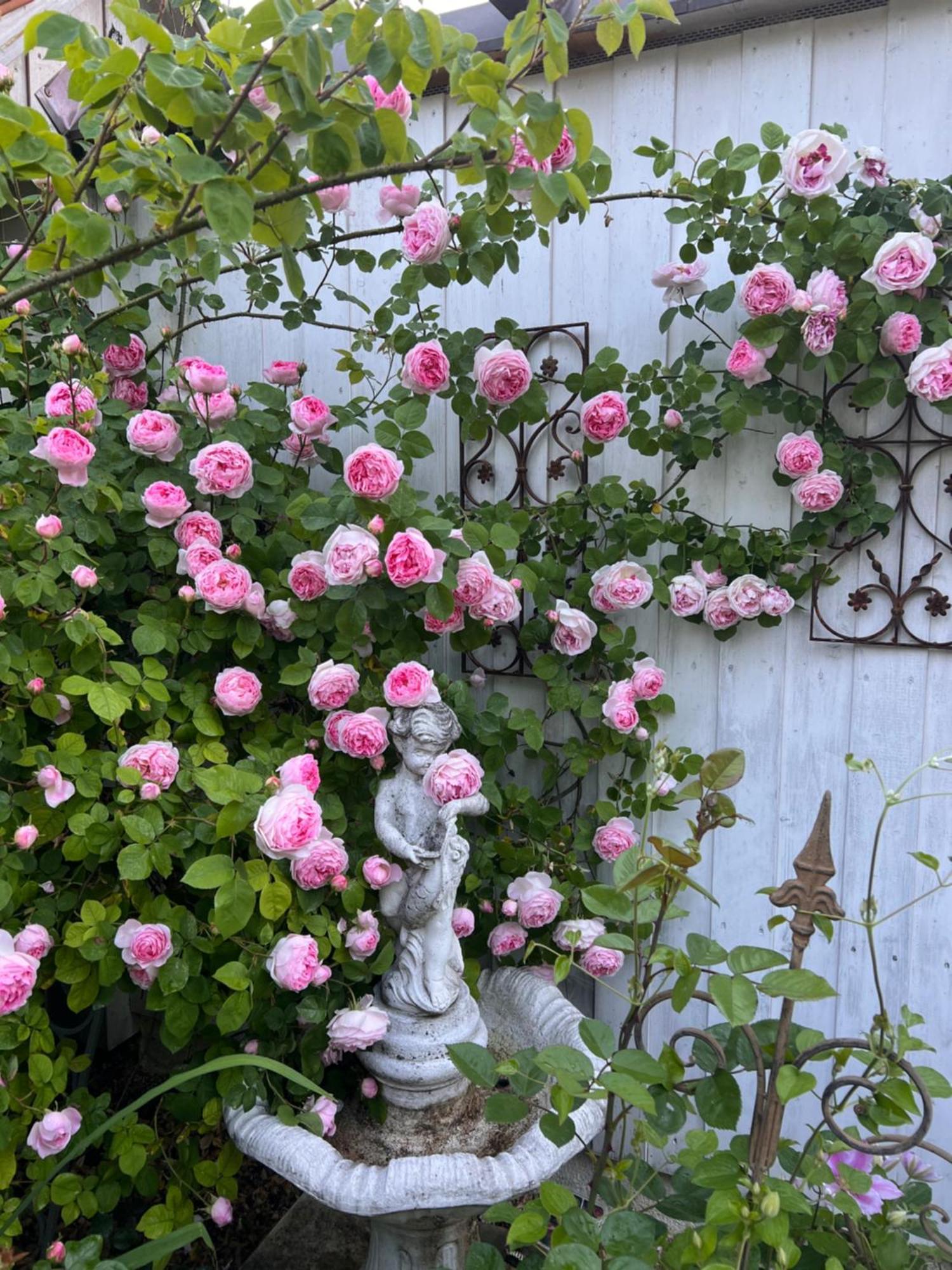 Niedereschach B&B Rosenliebe מראה חיצוני תמונה